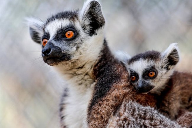 Doğal Yaşam Parkı, 23 Nisan'da ücretsiz olacak