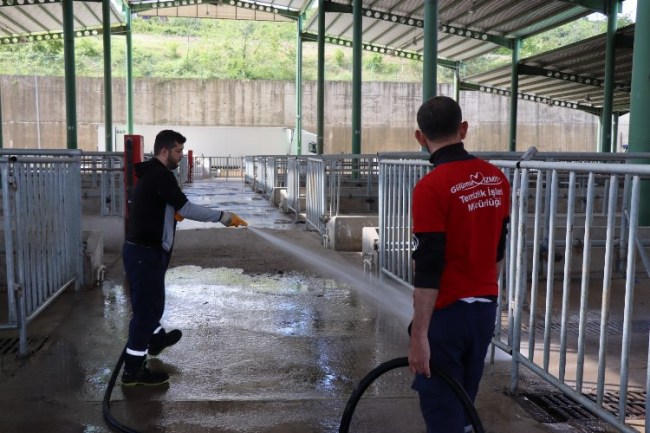 Modern Hayvan Pazarı, Kurban Bayramı'na hazırlanıyor