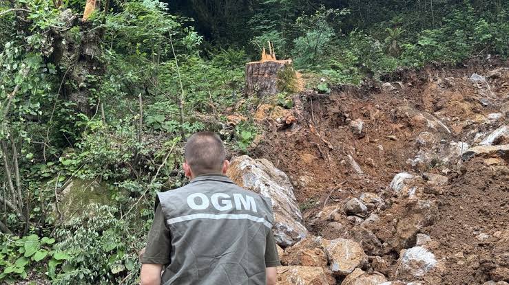 İzinsiz kesilen Porsuk ağacı için soruşturma başlatıldı