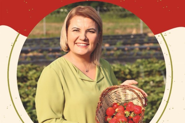 Çilek Köy'de çilek hasatları başlıyor