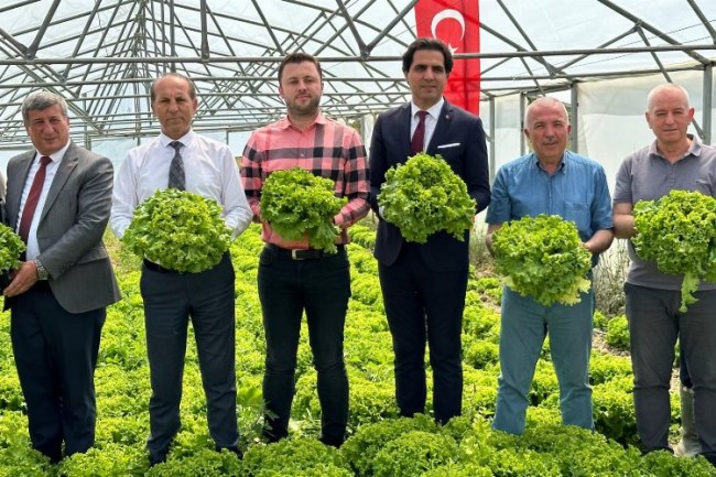 Keşan'da TOBB Proje Okulu'nda marul hasadı