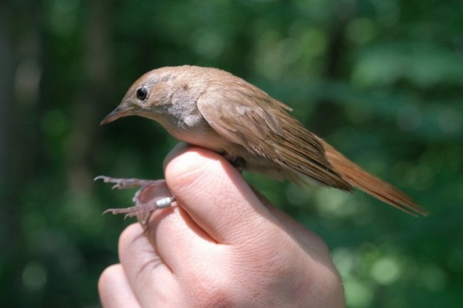 Bu bülbül Afrika'dan 7 bin 500 kilometre uçtu