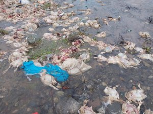 Alaplı Çayında içme suyunu besleyen çayda telef olmuş tavuklar bulundu