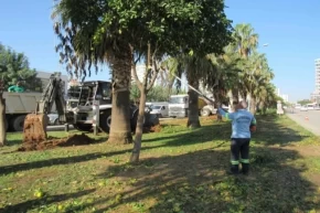 Adana Büyükşehirden ağaç nakli