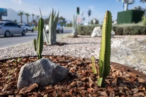 İzmirin çehresi su tasarruflu bitkilerle güzelleşiyor