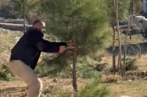 Mardin Artukluda muhtar kendi elleriyle ağaçları budadı