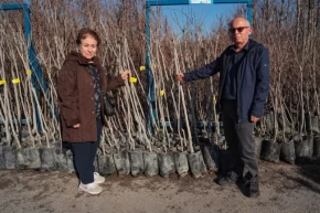 Kocaelinin fidan desteği meyvelerini veriyor