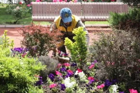 Ankara Keçiörende seradan parklara uzanan yeşil yolculuk