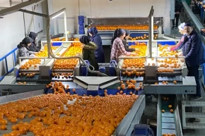 Mandalina ihracatı tarih yazıyor... 2023ün rekorunu 2025in 11 ayında kırdı