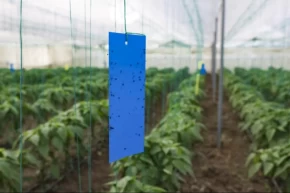 Mersinde üreticilere sera ipi ve yapışkanlı tuzak desteği