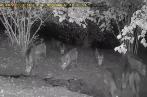 Düzcede ayı ve domuz sürüsü köy evlerine indi