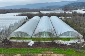 Bursada lodoszede seralara Büyükşehir desteği