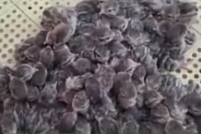 Yılın ilk keklik yavruları yumurtadan çıktı