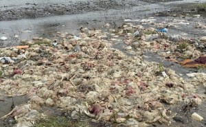 Alaplı Çayında içme suyunu besleyen çayda telef olmuş tavuklar bulundu