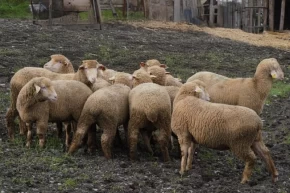 Balıkesir çiftçisine yüzde 100 hibeli damızlık desteği