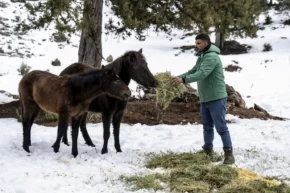 Mersinde yılkı atlarına kış desteği