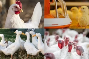 Kanatlı işletmelerinde biyogüvenlik kuralları güncellendi