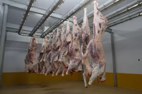 Kocaeli Mezbahasında hijyenik ve helal kesim