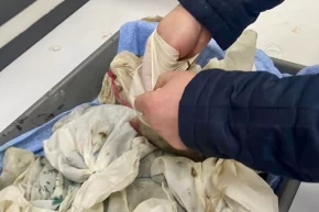 İstanbul Havalimanında kaçak sülük operasyonu... 90 bin canlı tıbbi sülük ele geçirildi