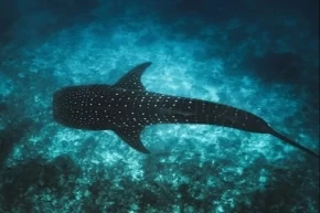 Maldivler ikonik balina köpek balıklarını korumak için Tech4Nature projesini başlattı