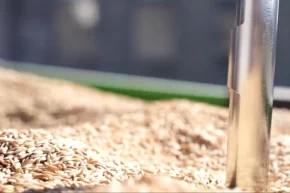 TMOda çeltik alımları sürüyor