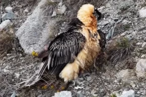 Artvinde Sakallı Akbaba yeniden doğaya salındı