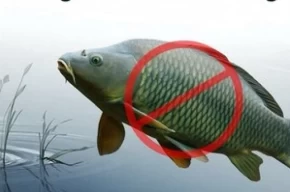 Adanada sazangillerin avcılığına 31 Mayısa yasak