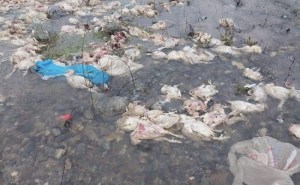 Alaplıdaki tavuk çiftliği kapatılıyor