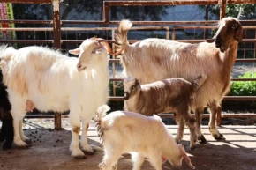 Antalyada ücretsiz parazit uygulaması üreticinin yüzünü güldürdü