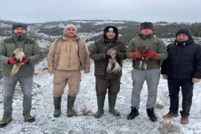 Eskişehirde tedavi edilen yırtıcı kuşlar doğaya salındı