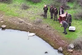 Ankarada güçten düşen kuğu, Edirnede doğaya salındı