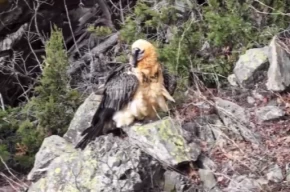 Artvinde yaralı sakallı akbaba yeniden doğaya döndü