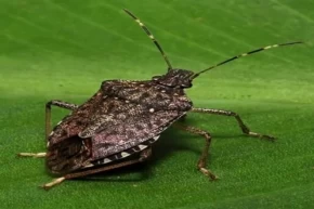 Bu böceği gördüğünüz yerde imha edin