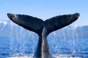 Türkiye, Uluslararası Balinacılık Komisyonunda