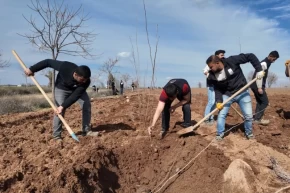 20 bin çınar Şanlıurfa için hazırlanıyor