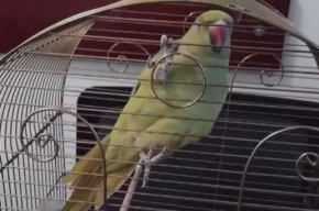 Bursada kaçak hayvan ticareti denetim