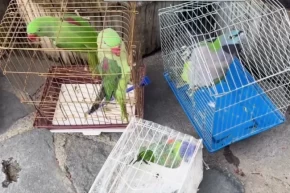 Eminönünde petshop denetimi... 39 papağan koruma altında