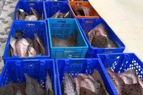 Yasadışı kalkan avcılığına müdahale 169 balık Darülacezeye teslim edildi