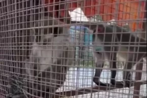 Denizlide üç örümcek maymunu koruma altında