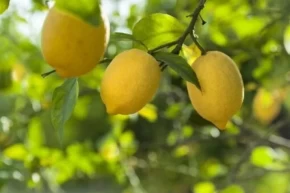Limon ithalatına kapı açıldı Limonda gümrük yüzde 10a düşürüldü