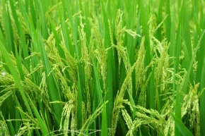 Edirnede 2026 çeltik ekim başvuruları başladı