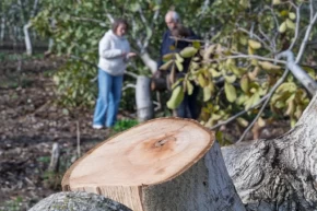 İzmirde kesilen cevizlerin yerine umut filizlendi