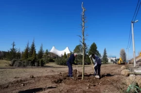 Eskişehir Sazova Parkında kavakların yerini çınarlar alıyor