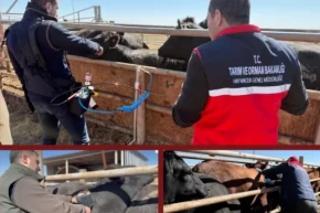 Şap aşısında iğnesiz uygulama deneniyor