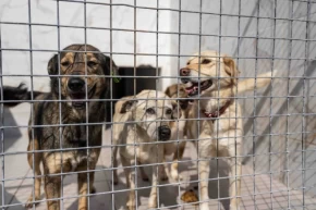 İzmir Bornovada can dostlara büyük destek