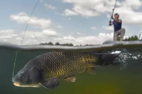 İç sularda sazangiller için av yasağı başladı