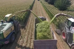 TİGEMden bin 500 tonluk mısır silaj hizmeti ihalesi