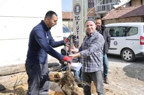 Kütahyada yerel kiraz türleri toprakla buluşacak