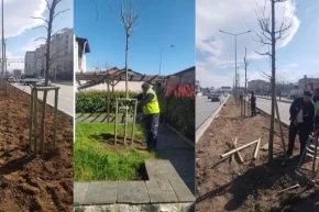 Bursanın 700 yıllık mirası 700 çınarla kök salıyor