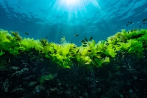 Prof. Dr. Sarı: Suya şaşı bakmayalım